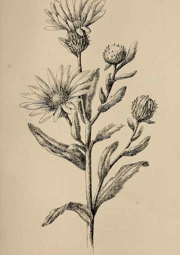 Reproducción/Reproduction 7176775030: The wild flowers of California;. San Francisco,Payot, Upham, & company,1902.