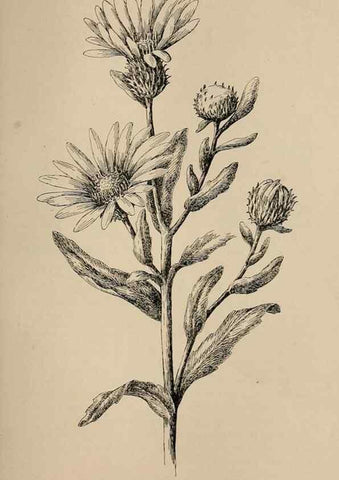 Reproducción/Reproduction 7176775030: The wild flowers of California;. San Francisco,Payot, Upham, & company,1902.