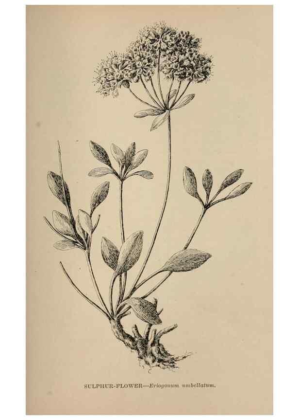 Reproducción/Reproduction 7176776304: The wild flowers of California;. San Francisco,Payot, Upham, & company,1902.