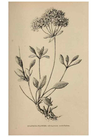 Reproducción/Reproduction 7176776304: The wild flowers of California;. San Francisco,Payot, Upham, & company,1902.