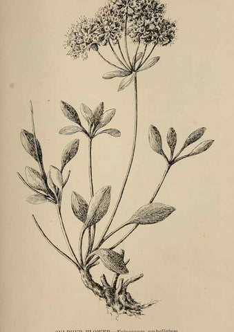 Reproducción/Reproduction 7176776304: The wild flowers of California;. San Francisco,Payot, Upham, & company,1902.