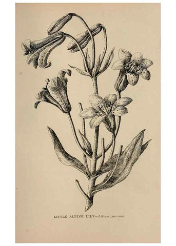 Reproducción/Reproduction 7176777686: The wild flowers of California;. San Francisco,Payot, Upham, & company,1902.