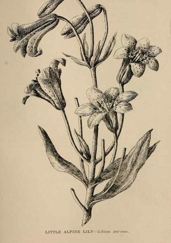 Reproducción/Reproduction 7176777686: The wild flowers of California;. San Francisco,Payot, Upham, & company,1902.