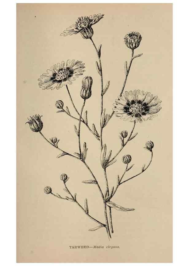 Reproducción/Reproduction 7176778906: The wild flowers of California;. San Francisco,Payot, Upham, & company,1902.