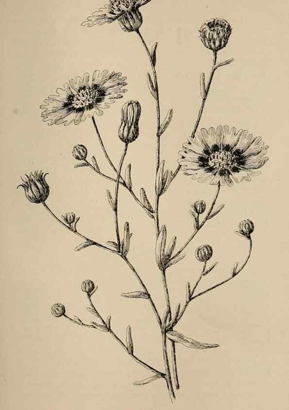 Reproducción/Reproduction 7176778906: The wild flowers of California;. San Francisco,Payot, Upham, & company,1902.
