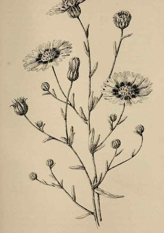 Reproducción/Reproduction 7176778906: The wild flowers of California;. San Francisco,Payot, Upham, & company,1902.