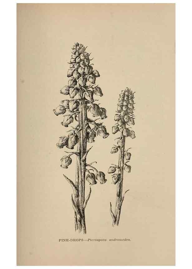 Reproducción/Reproduction 7176780054: The wild flowers of California;. San Francisco,Payot, Upham, & company,1902.