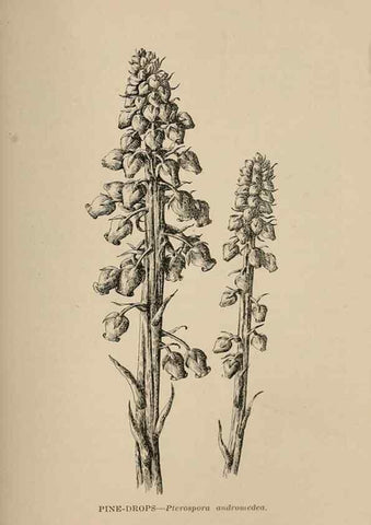 Reproducción/Reproduction 7176780054: The wild flowers of California;. San Francisco,Payot, Upham, & company,1902.
