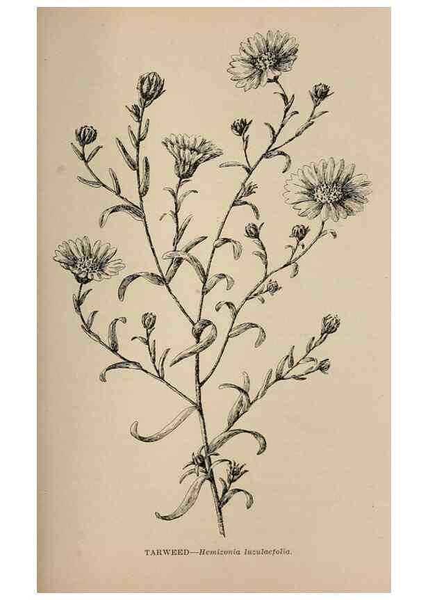 Reproducción/Reproduction 7176781386: The wild flowers of California;. San Francisco,Payot, Upham, & company,1902.