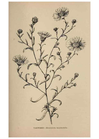 Reproducción/Reproduction 7176781386: The wild flowers of California;. San Francisco,Payot, Upham, & company,1902.