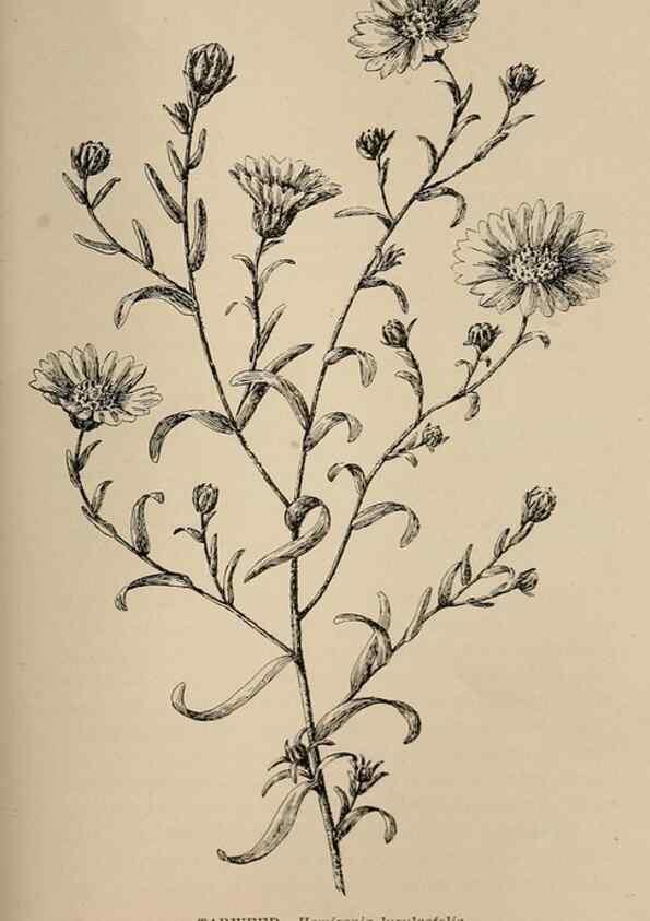 Reproducción/Reproduction 7176781386: The wild flowers of California;. San Francisco,Payot, Upham, & company,1902.