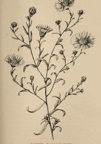 Reproducción/Reproduction 7176781386: The wild flowers of California;. San Francisco,Payot, Upham, & company,1902.
