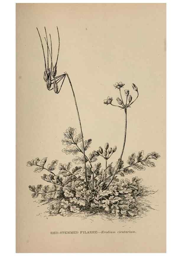 Reproducción/Reproduction 7176782892: The wild flowers of California;. San Francisco,Payot, Upham, & company,1902.