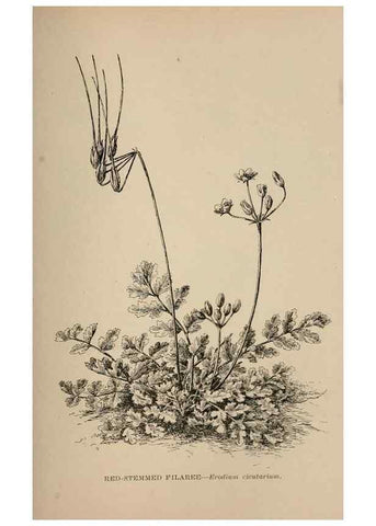Reproducción/Reproduction 7176782892: The wild flowers of California;. San Francisco,Payot, Upham, & company,1902.