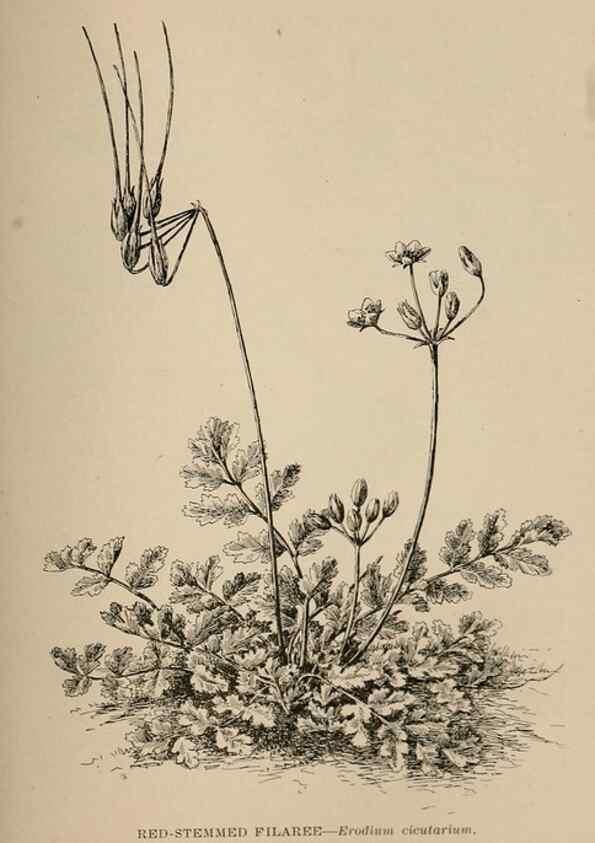 Reproducción/Reproduction 7176782892: The wild flowers of California;. San Francisco,Payot, Upham, & company,1902.