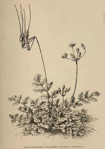 Reproducción/Reproduction 7176782892: The wild flowers of California;. San Francisco,Payot, Upham, & company,1902.