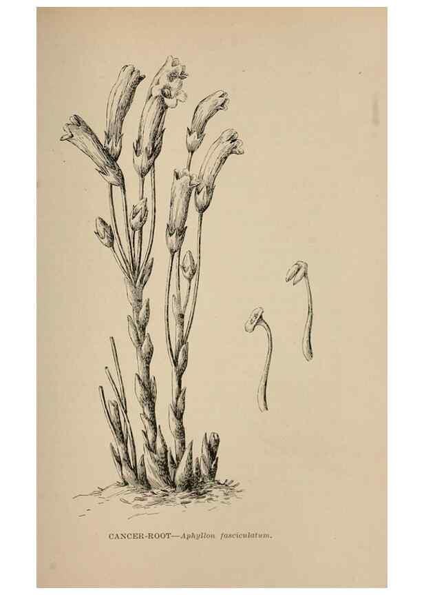 Reproducción/Reproduction 7176773526: The wild flowers of California;. San Francisco,Payot, Upham, & company,1902.