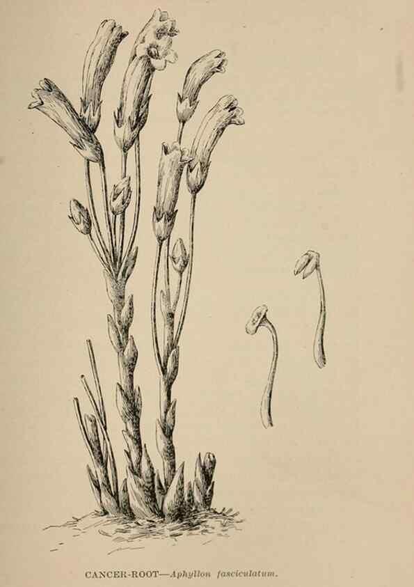 Reproducción/Reproduction 7176773526: The wild flowers of California;. San Francisco,Payot, Upham, & company,1902.
