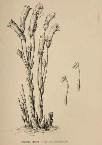 Reproducción/Reproduction 7176773526: The wild flowers of California;. San Francisco,Payot, Upham, & company,1902.
