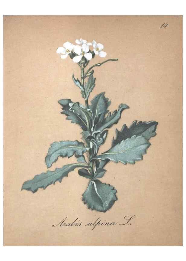 Reproducción/Reproduction 7215939996: Die Alpenpflanzen nach der Natur gemalt /. Prag :F. Tempsky,1879-1884.