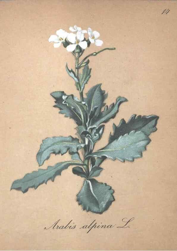 Reproducción/Reproduction 7215939996: Die Alpenpflanzen nach der Natur gemalt /. Prag :F. Tempsky,1879-1884.