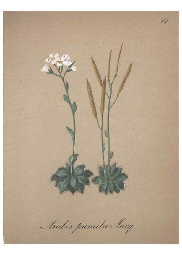 Reproducción/Reproduction 7215941444: Die Alpenpflanzen nach der Natur gemalt /. Prag :F. Tempsky,1879-1884.