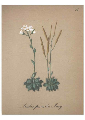 Reproducción/Reproduction 7215941444: Die Alpenpflanzen nach der Natur gemalt /. Prag :F. Tempsky,1879-1884.