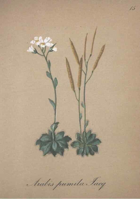 Reproducción/Reproduction 7215941444: Die Alpenpflanzen nach der Natur gemalt /. Prag :F. Tempsky,1879-1884.