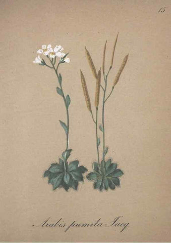 Reproducción/Reproduction 7215941444: Die Alpenpflanzen nach der Natur gemalt /. Prag :F. Tempsky,1879-1884.