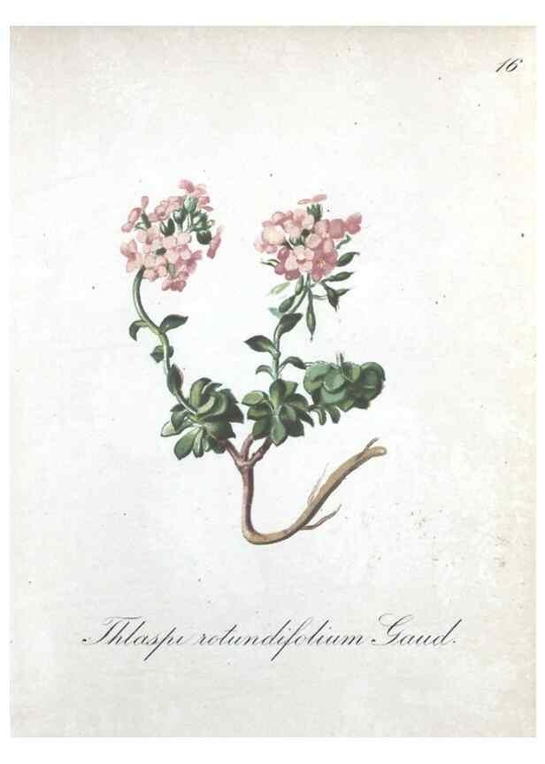 Reproducción/Reproduction 7215942870: Die Alpenpflanzen nach der Natur gemalt /. Prag :F. Tempsky,1879-1884.