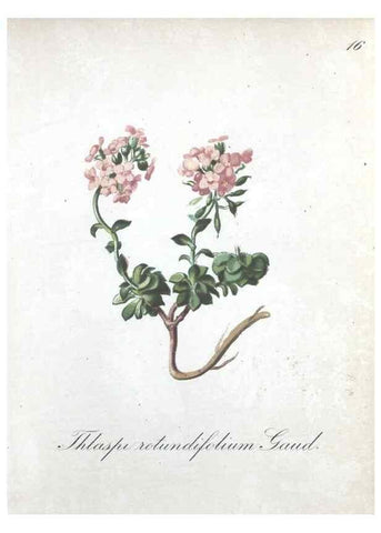 Reproducción/Reproduction 7215942870: Die Alpenpflanzen nach der Natur gemalt /. Prag :F. Tempsky,1879-1884.