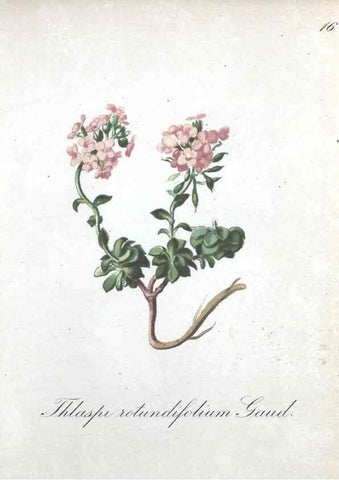 Reproducción/Reproduction 7215942870: Die Alpenpflanzen nach der Natur gemalt /. Prag :F. Tempsky,1879-1884.