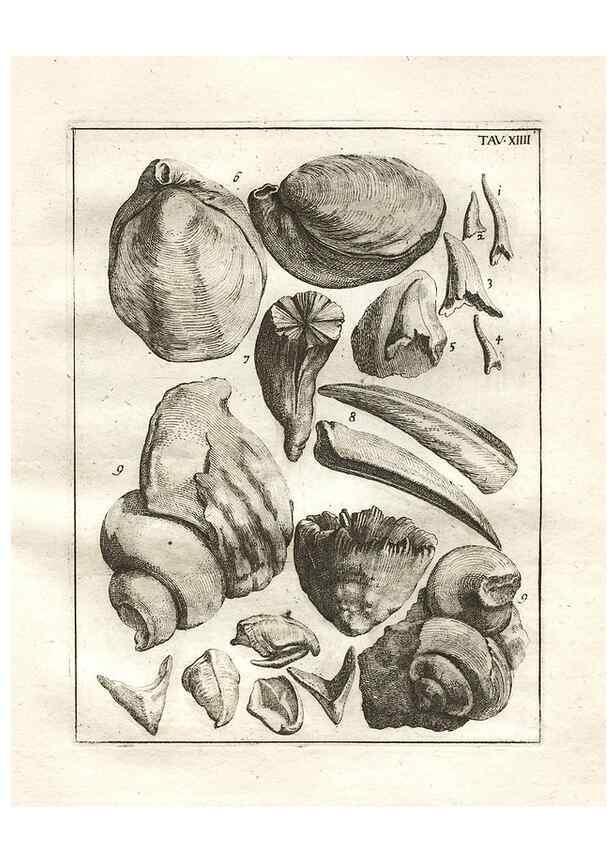 Reproducción/Reproduction 7216158846: De corporibus marinis lapidescentibus quæ defossa reperiuntur /. Romæ, :Ex typographia linguarum oridentalium Angeli Rotilii, et Philippi Bacchelli in ædibus maximorum.,1752.