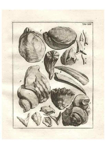 Reproducción/Reproduction 7216158846: De corporibus marinis lapidescentibus quæ defossa reperiuntur /. Romæ, :Ex typographia linguarum oridentalium Angeli Rotilii, et Philippi Bacchelli in ædibus maximorum.,1752.