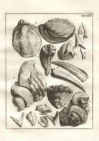 Reproducción/Reproduction 7216158846: De corporibus marinis lapidescentibus quæ defossa reperiuntur /. Romæ, :Ex typographia linguarum oridentalium Angeli Rotilii, et Philippi Bacchelli in ædibus maximorum.,1752.
