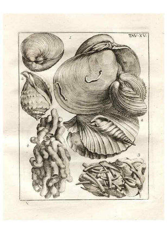 Reproducción/Reproduction 7216159868: De corporibus marinis lapidescentibus quæ defossa reperiuntur /. Romæ, :Ex typographia linguarum oridentalium Angeli Rotilii, et Philippi Bacchelli in ædibus maximorum.,1752.