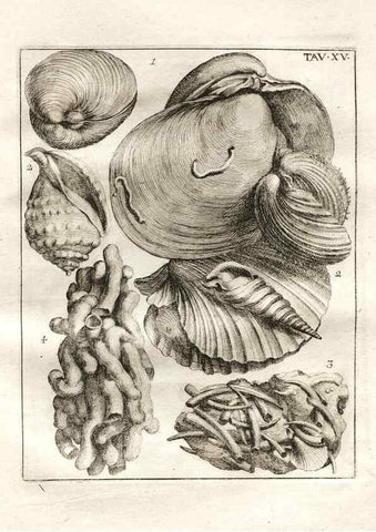 Reproducción/Reproduction 7216159868: De corporibus marinis lapidescentibus quæ defossa reperiuntur /. Romæ, :Ex typographia linguarum oridentalium Angeli Rotilii, et Philippi Bacchelli in ædibus maximorum.,1752.