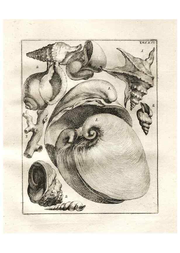 Reproducción/Reproduction 7216160594: De corporibus marinis lapidescentibus quæ defossa reperiuntur /. Romæ, :Ex typographia linguarum oridentalium Angeli Rotilii, et Philippi Bacchelli in ædibus maximorum.,1752.