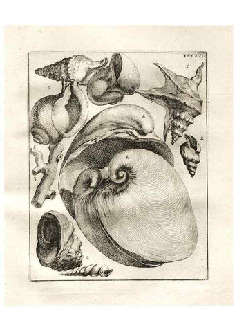 Reproducción/Reproduction 7216160594: De corporibus marinis lapidescentibus quæ defossa reperiuntur /. Romæ, :Ex typographia linguarum oridentalium Angeli Rotilii, et Philippi Bacchelli in ædibus maximorum.,1752.