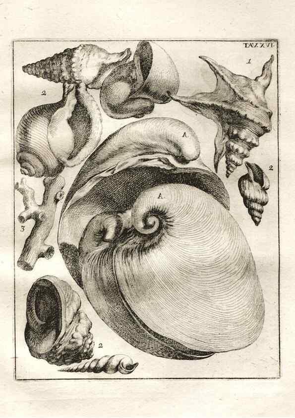 Reproducción/Reproduction 7216160594: De corporibus marinis lapidescentibus quæ defossa reperiuntur /. Romæ, :Ex typographia linguarum oridentalium Angeli Rotilii, et Philippi Bacchelli in ædibus maximorum.,1752.