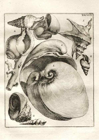 Reproducción/Reproduction 7216160594: De corporibus marinis lapidescentibus quæ defossa reperiuntur /. Romæ, :Ex typographia linguarum oridentalium Angeli Rotilii, et Philippi Bacchelli in ædibus maximorum.,1752.