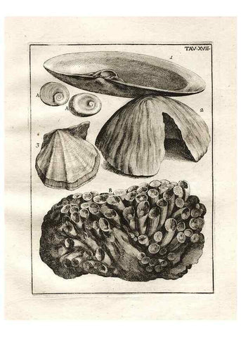 Reproducción/Reproduction 7216161594: De corporibus marinis lapidescentibus quæ defossa reperiuntur /. Romæ, :Ex typographia linguarum oridentalium Angeli Rotilii, et Philippi Bacchelli in ædibus maximorum.,1752.