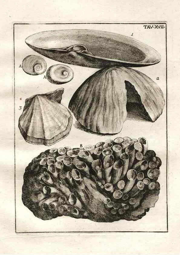 Reproducción/Reproduction 7216161594: De corporibus marinis lapidescentibus quæ defossa reperiuntur /. Romæ, :Ex typographia linguarum oridentalium Angeli Rotilii, et Philippi Bacchelli in ædibus maximorum.,1752.