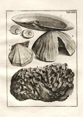 Reproducción/Reproduction 7216161594: De corporibus marinis lapidescentibus quæ defossa reperiuntur /. Romæ, :Ex typographia linguarum oridentalium Angeli Rotilii, et Philippi Bacchelli in ædibus maximorum.,1752.