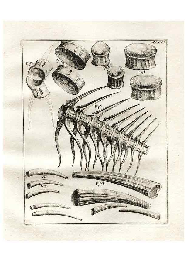 Reproducción/Reproduction 7216162802: De corporibus marinis lapidescentibus quæ defossa reperiuntur /. Romæ, :Ex typographia linguarum oridentalium Angeli Rotilii, et Philippi Bacchelli in ædibus maximorum.,1752.