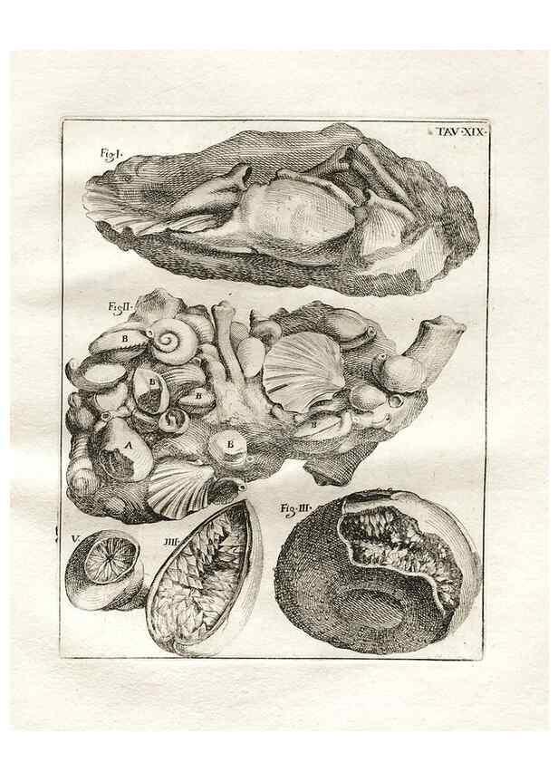 Reproducción/Reproduction 7216164148: De corporibus marinis lapidescentibus quæ defossa reperiuntur /. Romæ, :Ex typographia linguarum oridentalium Angeli Rotilii, et Philippi Bacchelli in ædibus maximorum.,1752.