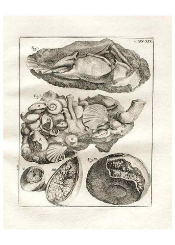 Reproducción/Reproduction 7216164148: De corporibus marinis lapidescentibus quæ defossa reperiuntur /. Romæ, :Ex typographia linguarum oridentalium Angeli Rotilii, et Philippi Bacchelli in ædibus maximorum.,1752.
