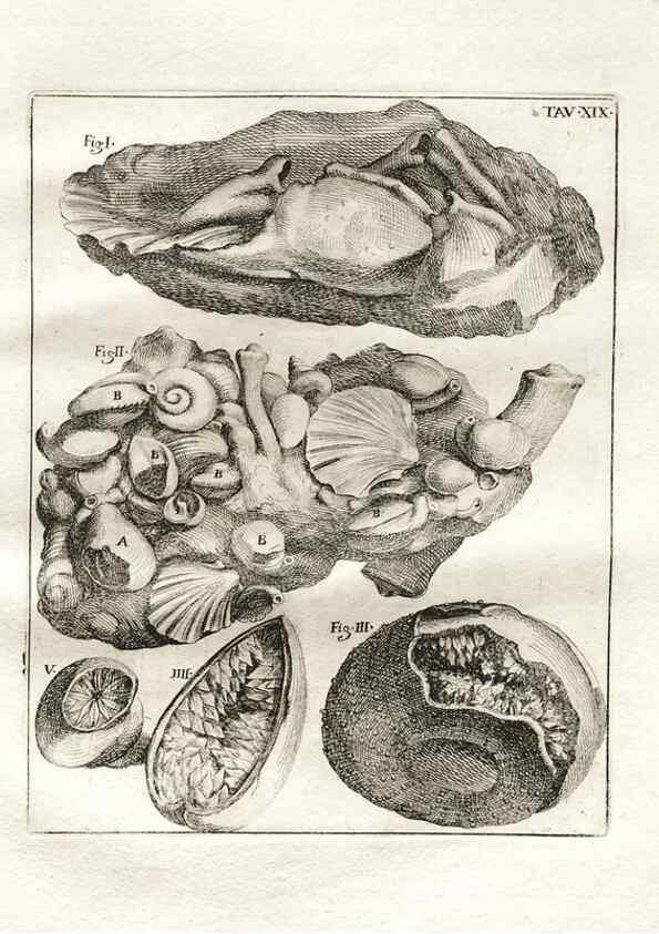 Reproducción/Reproduction 7216164148: De corporibus marinis lapidescentibus quæ defossa reperiuntur /. Romæ, :Ex typographia linguarum oridentalium Angeli Rotilii, et Philippi Bacchelli in ædibus maximorum.,1752.