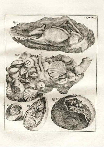 Reproducción/Reproduction 7216164148: De corporibus marinis lapidescentibus quæ defossa reperiuntur /. Romæ, :Ex typographia linguarum oridentalium Angeli Rotilii, et Philippi Bacchelli in ædibus maximorum.,1752.