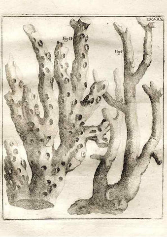 Reproducción/Reproduction 7216164978: De corporibus marinis lapidescentibus quæ defossa reperiuntur /. Romæ, :Ex typographia linguarum oridentalium Angeli Rotilii, et Philippi Bacchelli in ædibus maximorum.,1752.